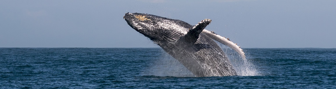 Observation Baleine 3N/4J - Mosaique Malgache